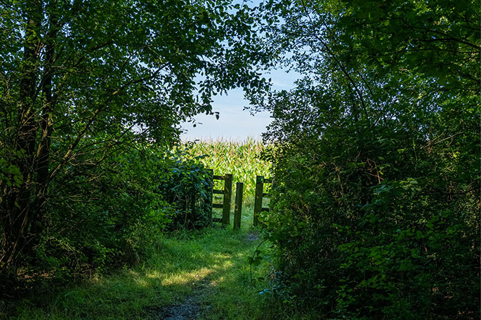 Woodshaw &ndash; the Woods